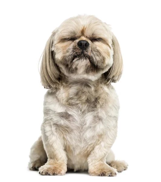 Shih Tzu (3 yaşında) — Stok fotoğraf