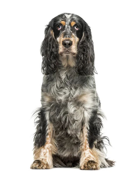 Englischer Springspaniel (7 Jahre alt)) — Stockfoto