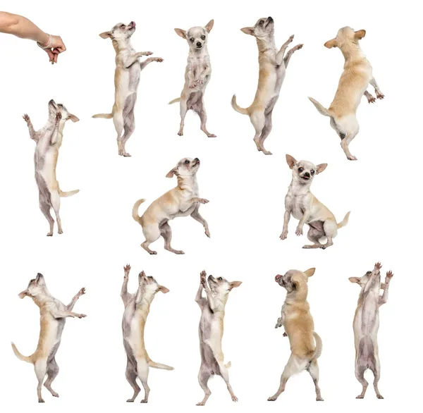 WH izole topluluğu 12 chihuahuas değişik pozisyonlar, — Stok fotoğraf