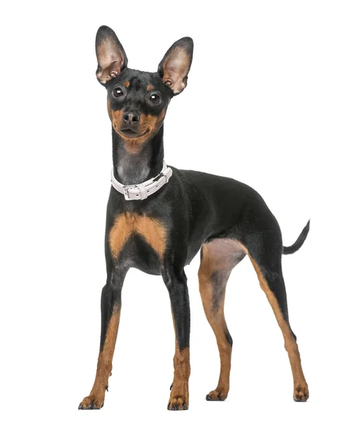 Minyatür pinscher (7 aylık) — Stok fotoğraf