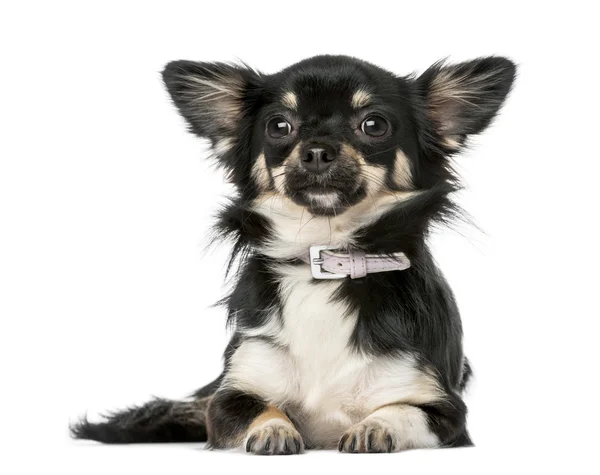 Chihuahua — Stock Photo, Image