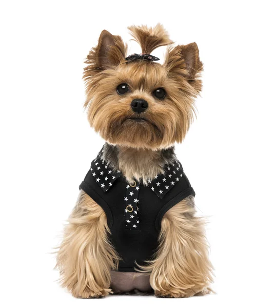 Yorkshire terrier — Foto de Stock