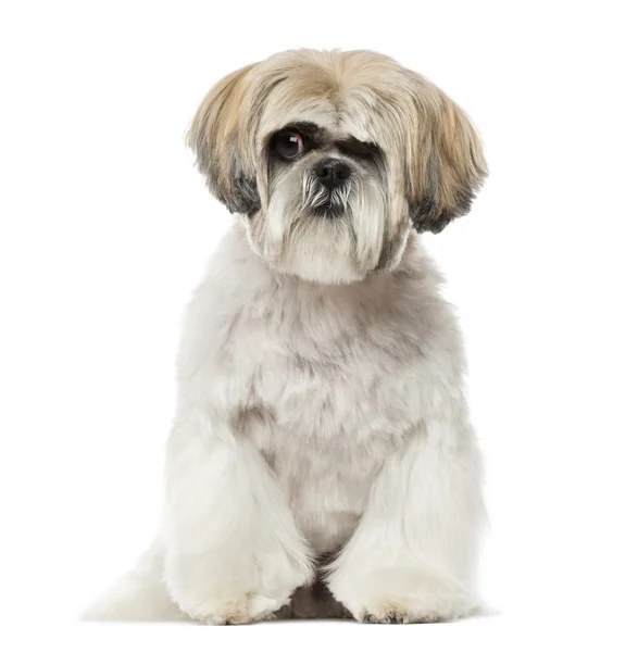 Shih-tzu (6 let) — Stock fotografie