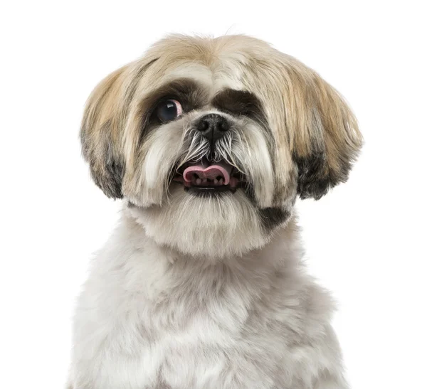 Close-up of a Shih Tzu (6 years old) — Stock Photo, Image