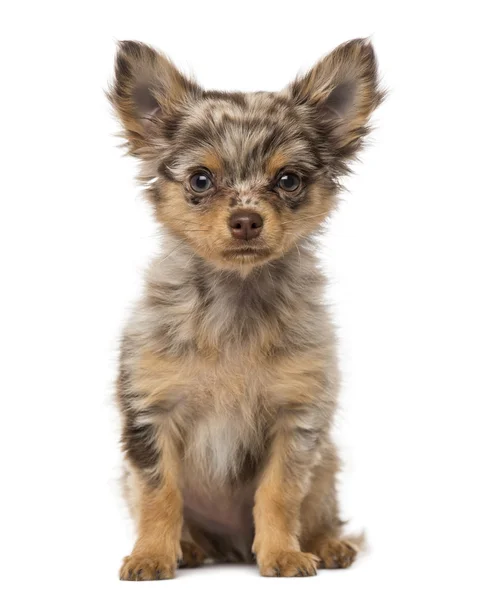 Chihuahua Puppy (3 meses) ) — Foto de Stock