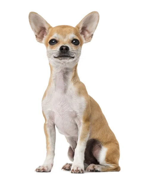 Orgulloso cachorro Chihuahua (5 meses) ) —  Fotos de Stock