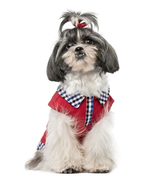 Shih Tzu (1 year old) — Stock Photo, Image