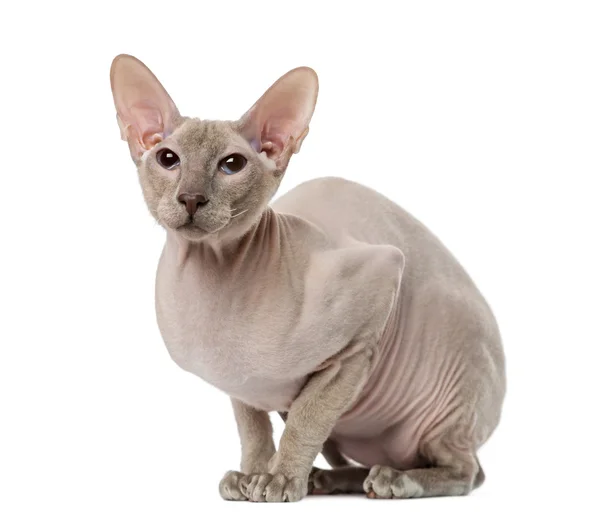 Peterbald (15 aylık) — Stok fotoğraf