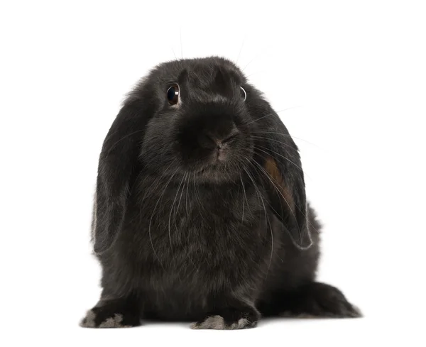 Black rabbit (5 months old) — Stock Photo, Image