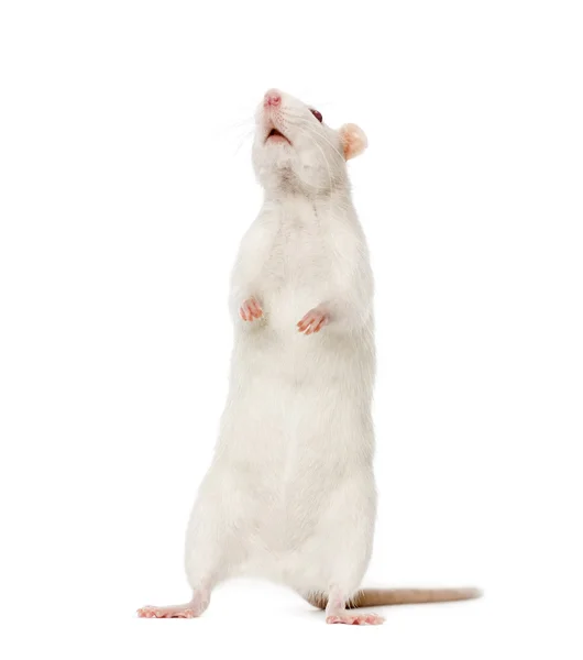 Rato branco nas patas traseiras (8 meses de idade ) — Fotografia de Stock
