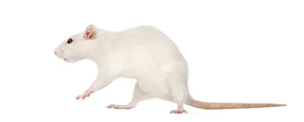 Szczur (8 miesięcy), na białym tle — Zdjęcie stockowe