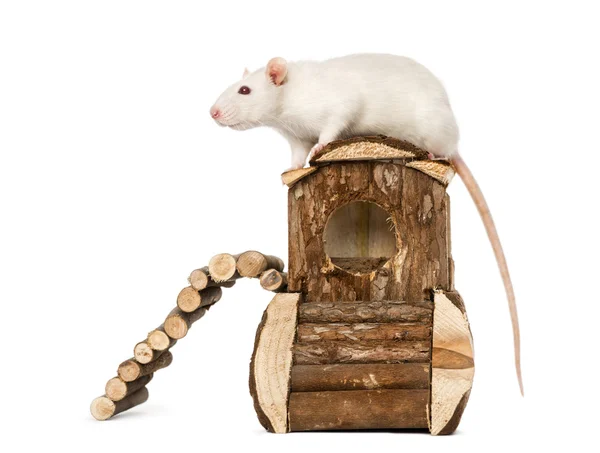 Rat (8 maanden oud) staande op een muis-huis, geïsoleerd op wit — Stockfoto