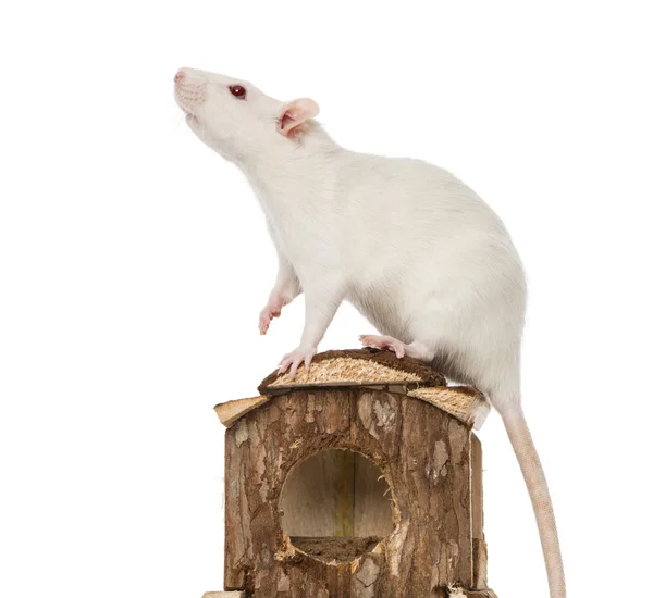 Rata (8 meses de edad) de pie sobre una casa de ratón — Foto de Stock