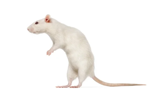 White Rat on hind legs (8 months old) — Stockfoto