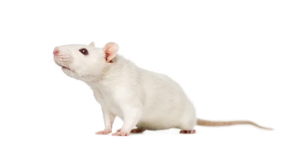 Ratto (8 mesi), isolato su bianco — Foto Stock