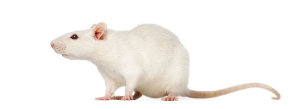 Beyaz izole sıçan (8 ay) — Stok fotoğraf