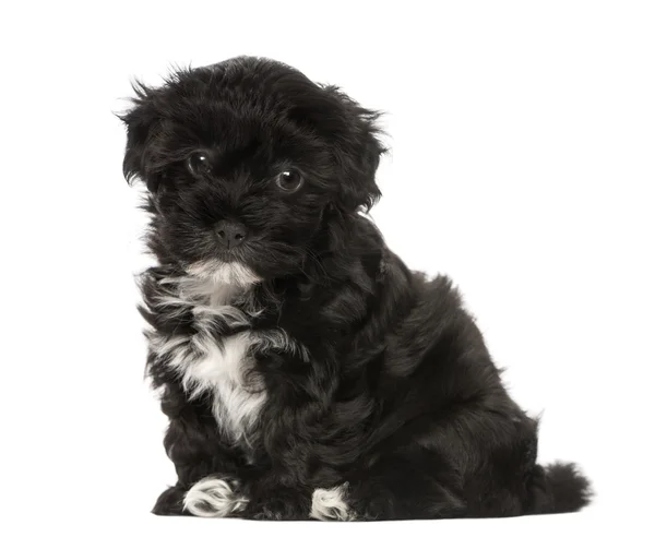 Havanese puppy (8 weeks old) — Stock Photo, Image
