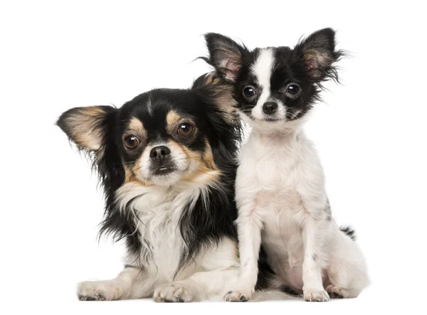 Dois Chihuahuas sentado toghether, isolado em branco — Fotografia de Stock