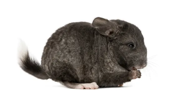 Chinchila comer, isolado em um fundo branco — Fotografia de Stock