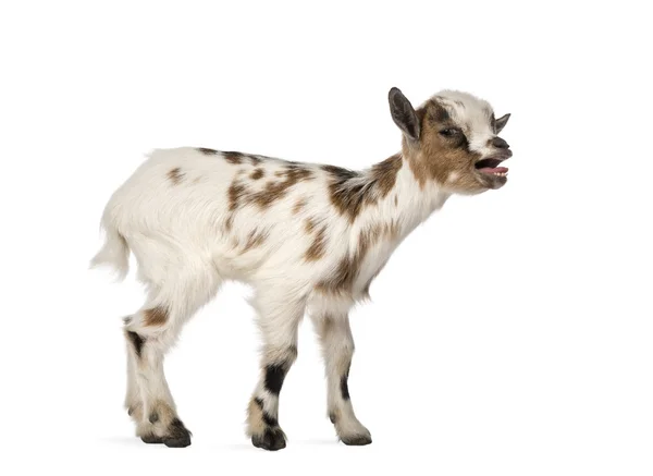 Young domestic goat bleating, kid, isolated on white — Stock Photo, Image