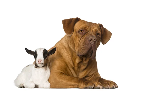 Młody kóz domowych i dogue de bordeaux — Zdjęcie stockowe