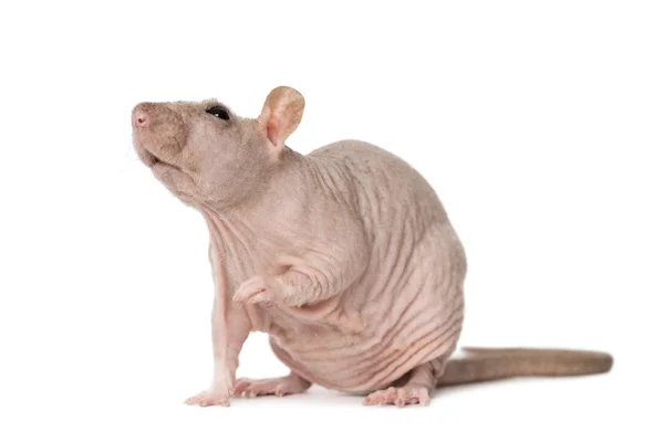 Haarloze rat — Stockfoto