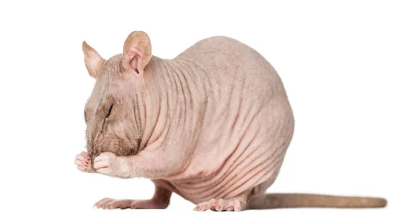 Hairless rat cleaning itself — Stock Photo, Image