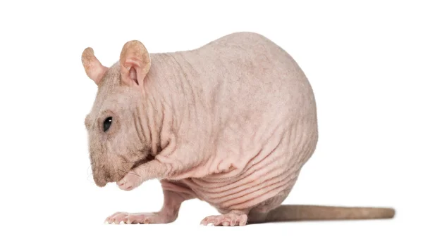 Rat sans poils nettoyage lui-même — Photo