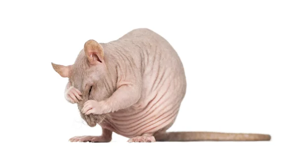 Бесшерстная крыса чистит себя — стоковое фото