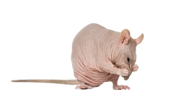 Hairless rat cleaning itself — Stock Photo, Image