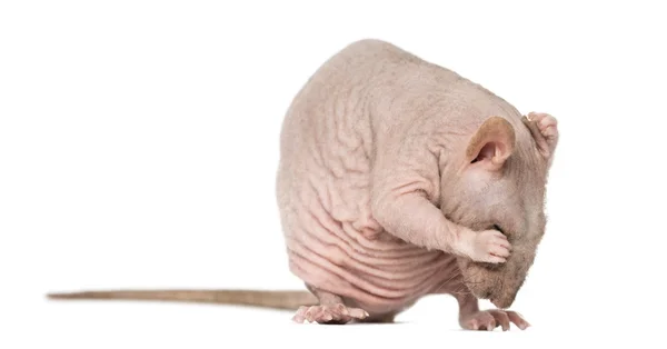 Hairless råtta rengöring själv — Stockfoto
