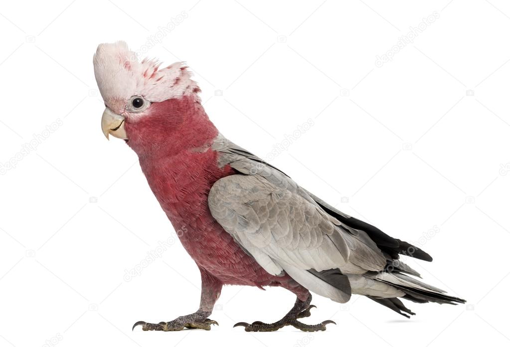 Rose-breasted Cockatoo (2 years old) isolated on white