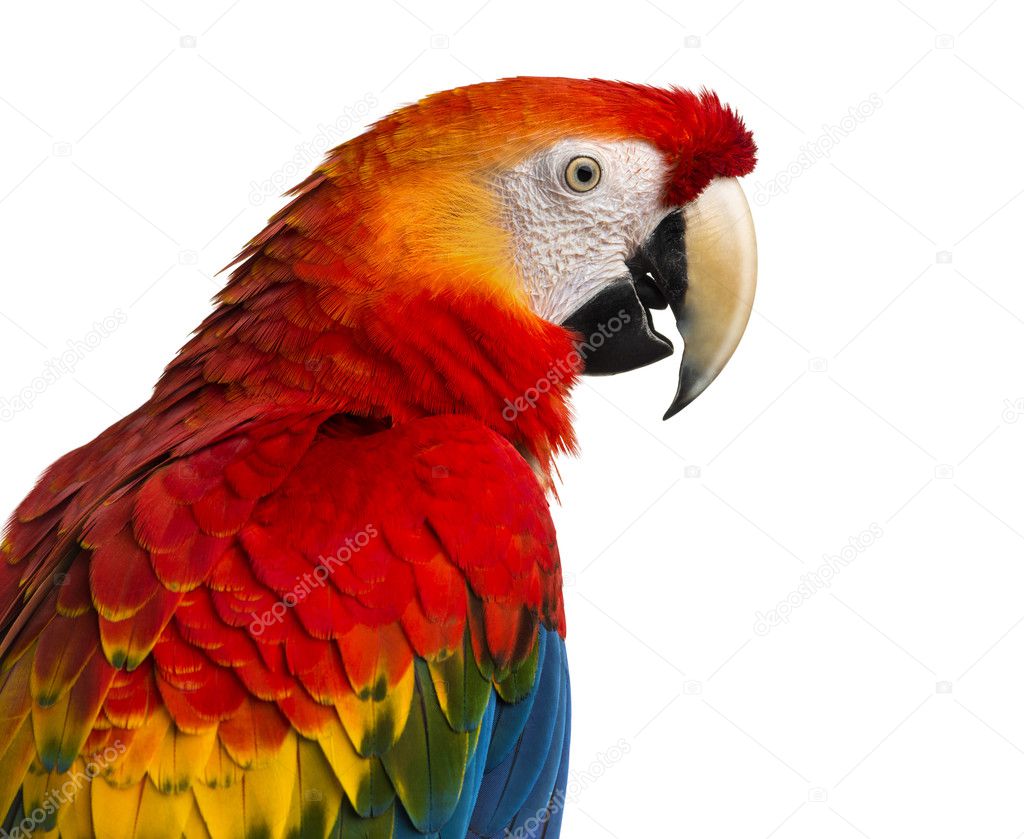 Close-up of a Scarlet Macaw (4 years old) isolated on white