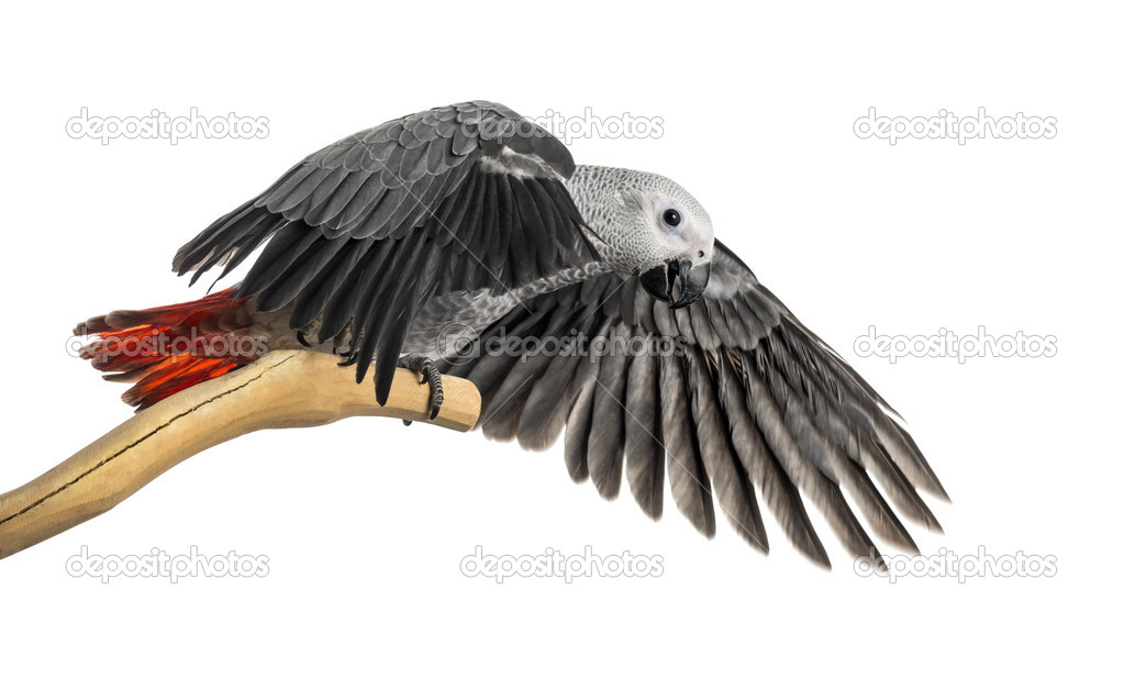 African Grey Parrot (3 months old) perched on a branch and flapp