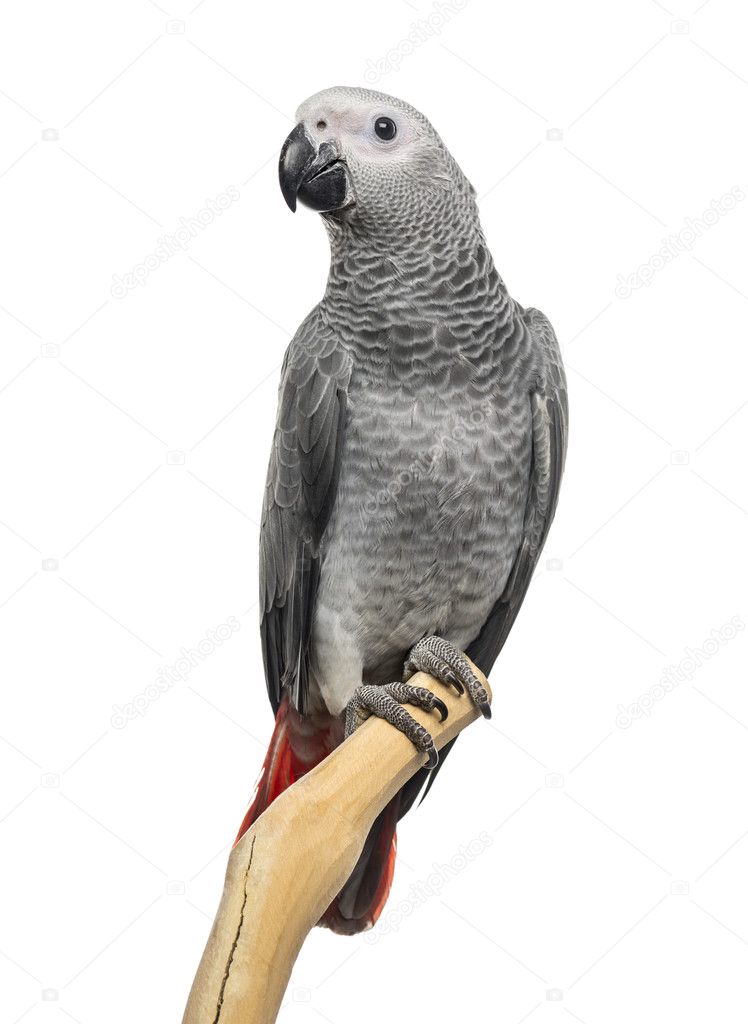 African Grey Parrot (3 months old) perched on a branch, isolated