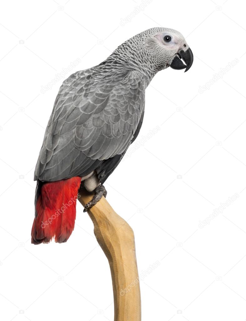 African Grey Parrot (3 months old) perched on a branch, isolated