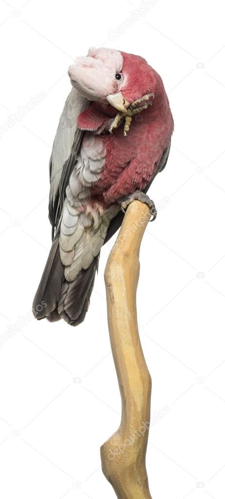 Rose-breasted Cockatoo (2 years old) perched on a branch, isolat