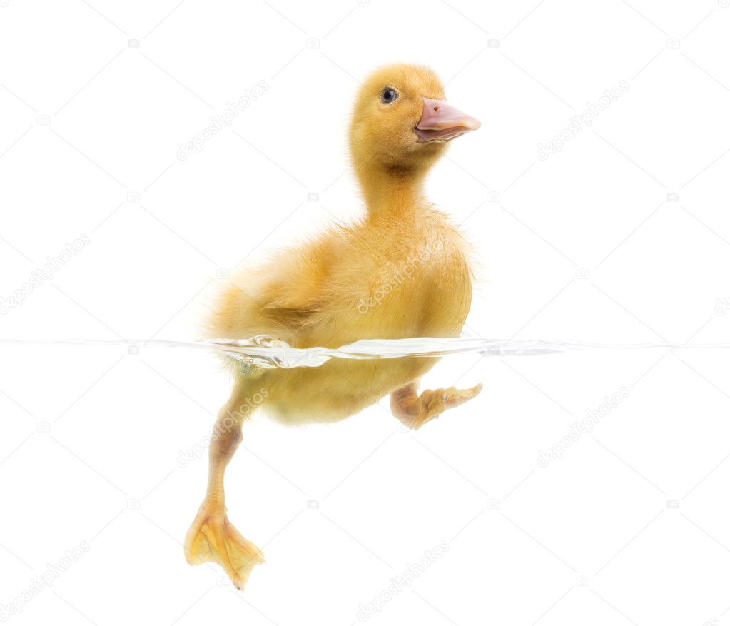 Duckling (7 days old) swimming, isolated on white