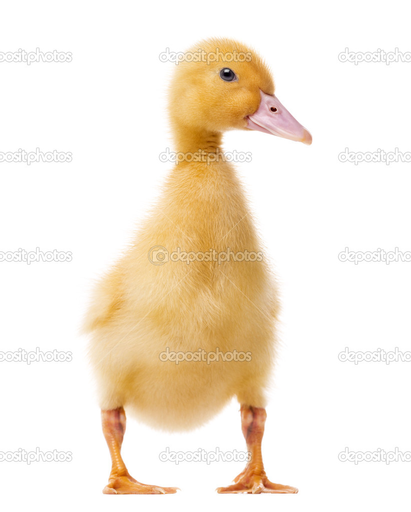 Duckling (7 days old) isolated on white