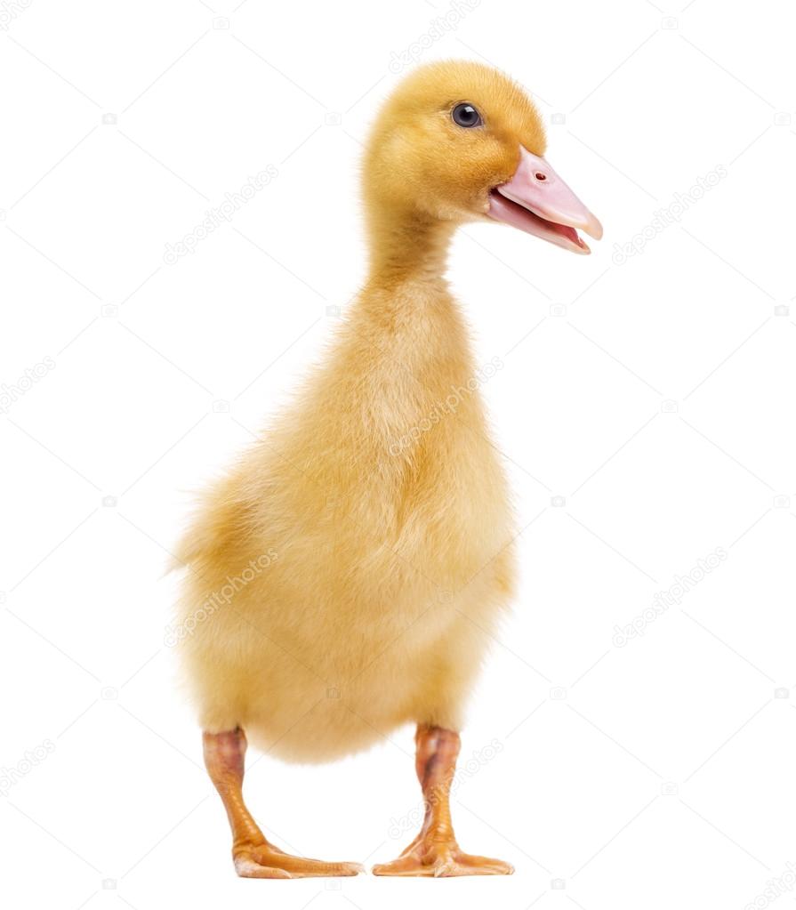 Duckling (7 days old) isolated on white