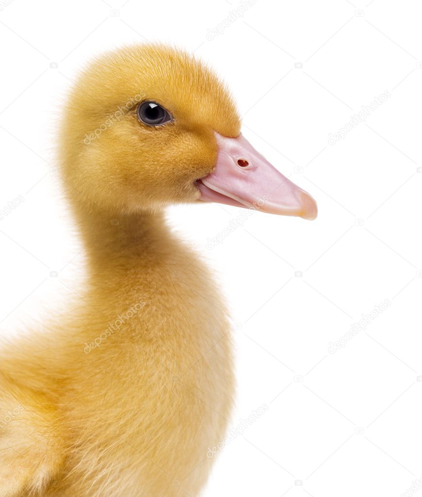 Close-up of a Duckling (7 days old) isolated on white