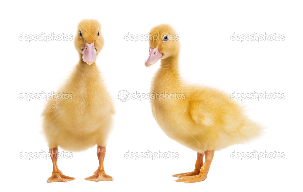 Two Ducklings (7 days old) isolated on white