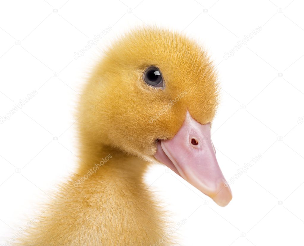 Close-up of a Duckling (7 days old) isolated on white