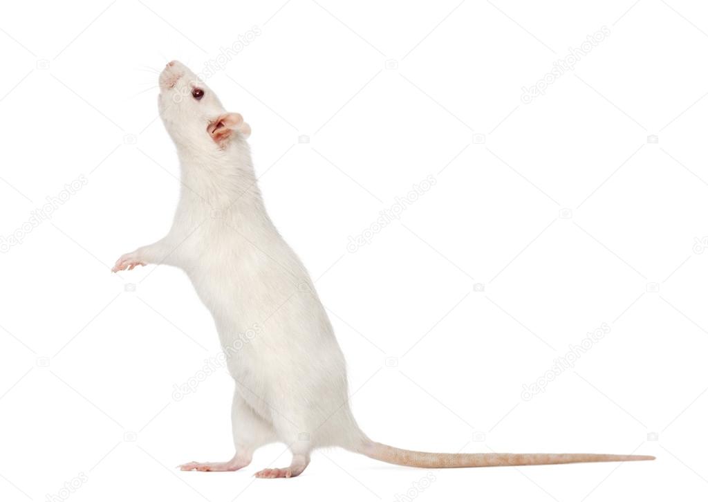 white Rat on hind legs (8 months old), isolated on white