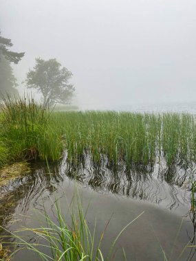 Servieres Gölü 'nde sabah sisi, Auvergne, çimenler ve suya yakın bir ağaç.