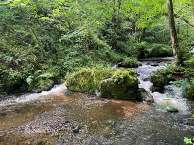Monne Nehri Boğazı 'ndaki Ribeyrolles Köprüsü yeşil ormandaki Puy-de-Dome, Auvergne