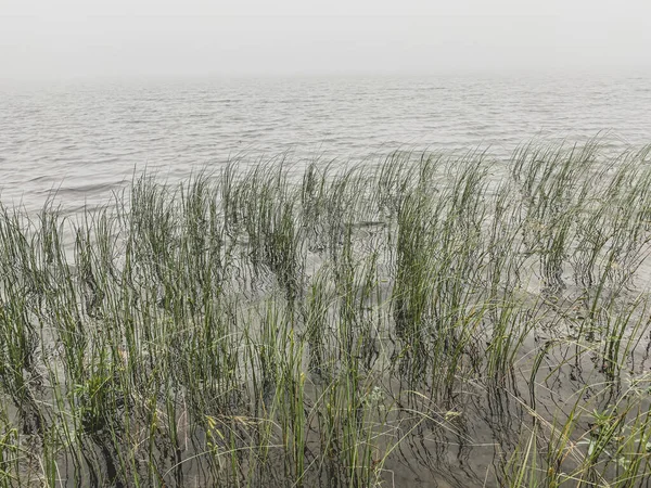 サーベレス湖 オーヴェルニュ 草や水の近くの木の朝の霧 — ストック写真