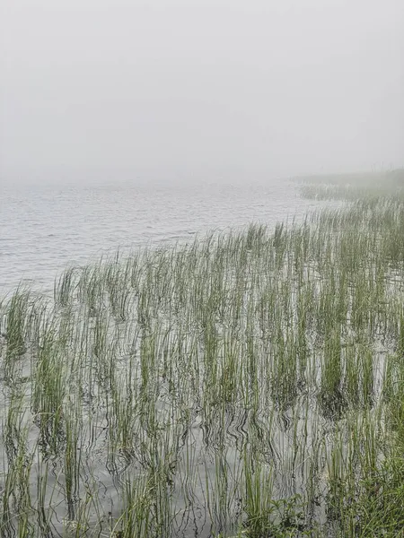 Niebla Matutina Lago Servieres Auvernia Gramíneas Árboles Cerca Del Agua — Foto de Stock