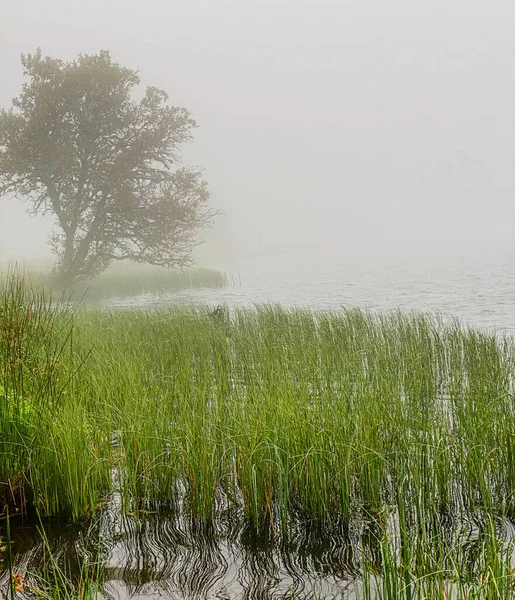 Nebbia Mattutina Sul Lago Servieres Alvernia Erba Albero Vicino All — Foto Stock