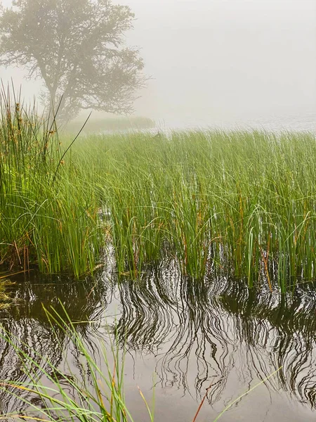 Ranní Mlha Jezeře Servieres Auvergne Trávě Stromě Vody — Stock fotografie